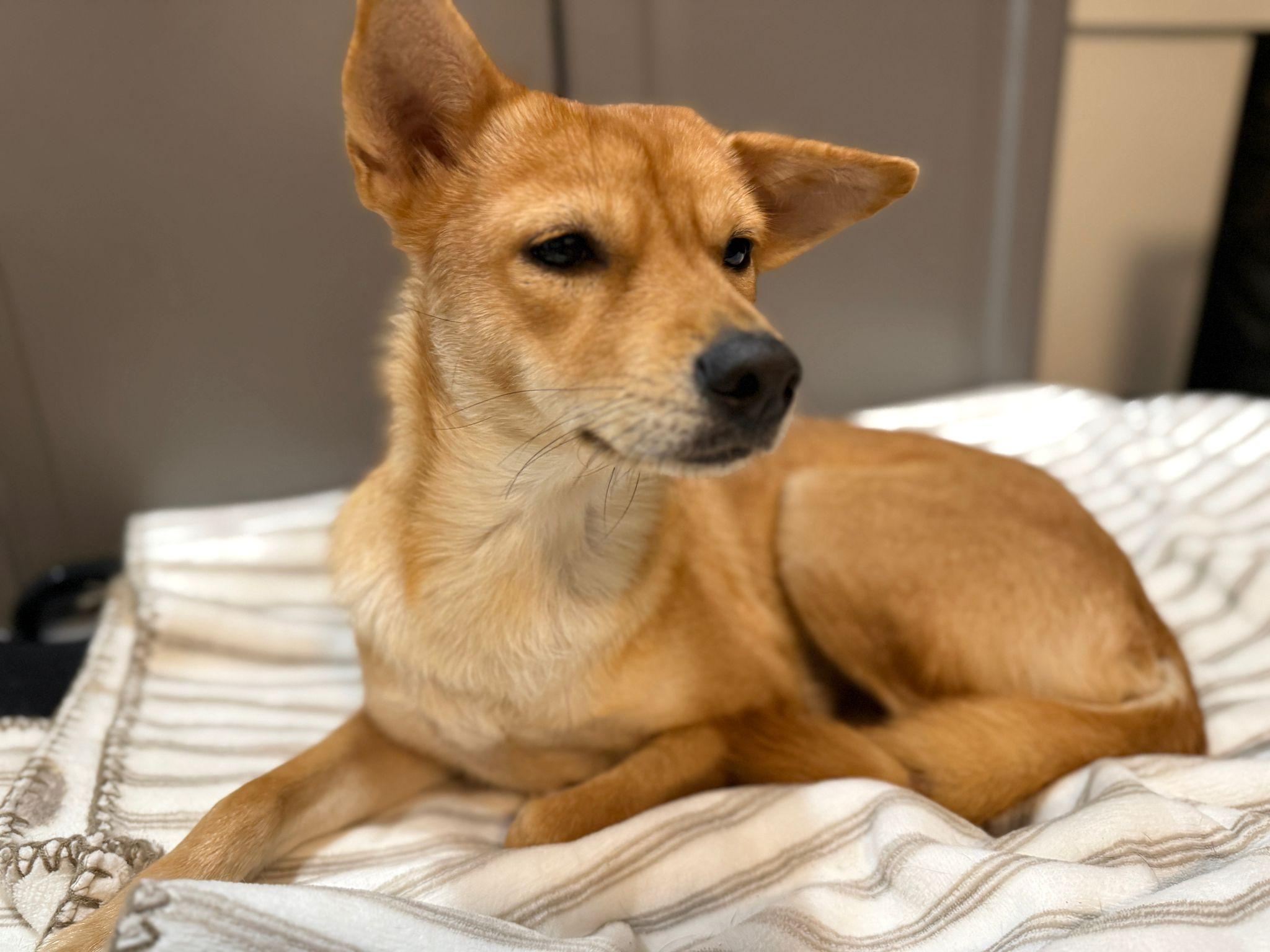 Millie, a Adoptable Mixed Breed in Markham, ON image 1/6