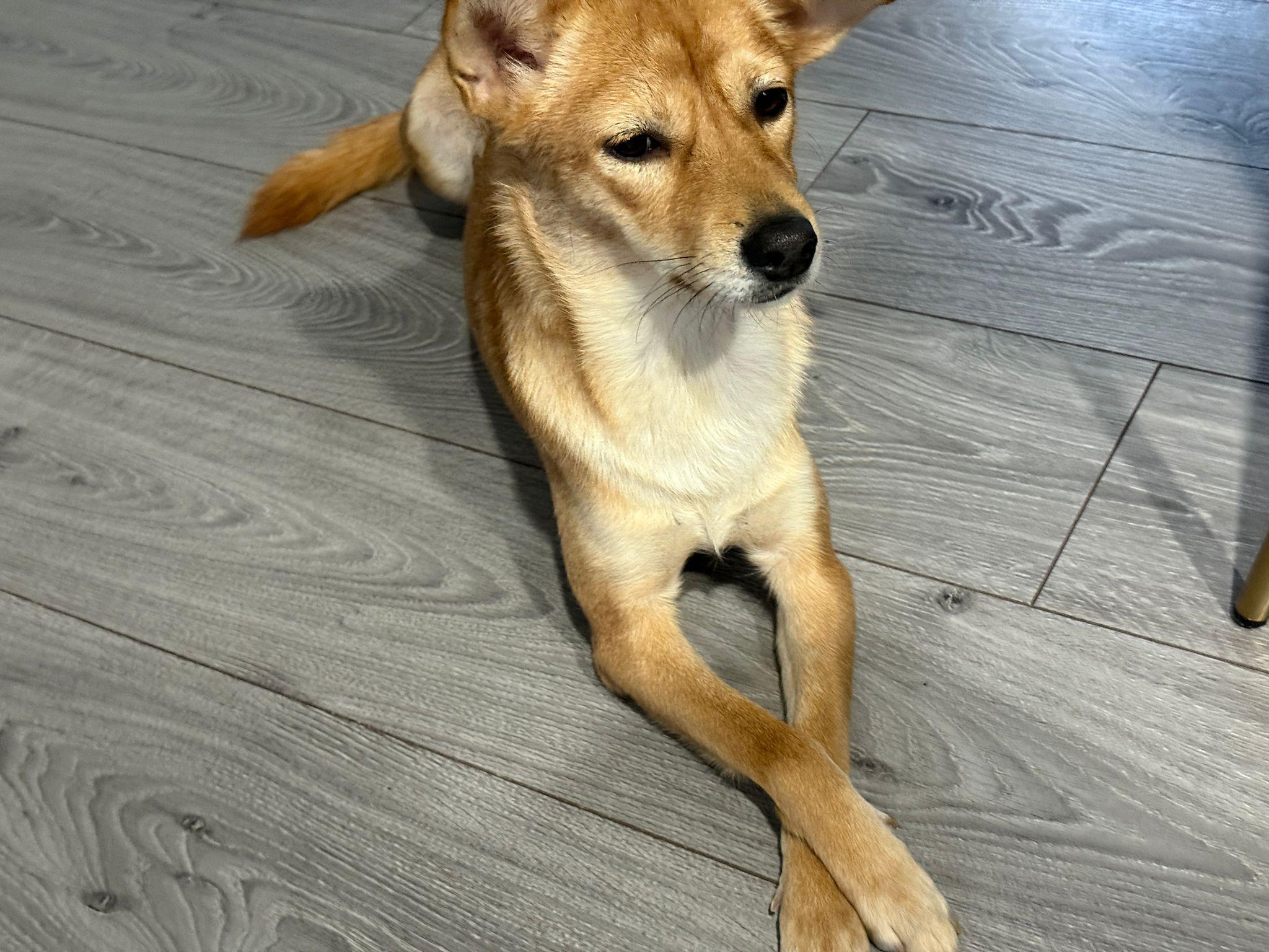 Millie, a Adoptable Mixed Breed in Markham, ON image 2/6