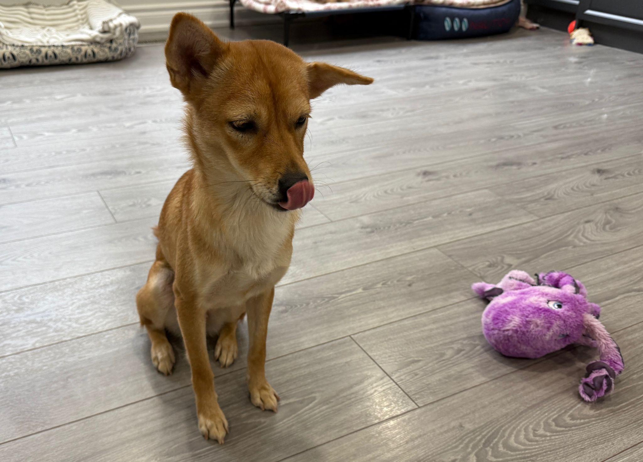 Millie, a Adoptable Mixed Breed in Markham, ON image 4/6