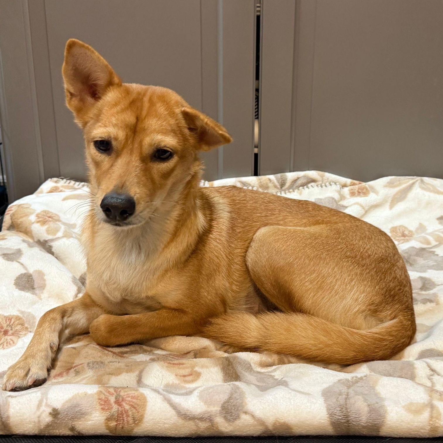 Millie, Adoptable, Young Female Mixed Breed.
