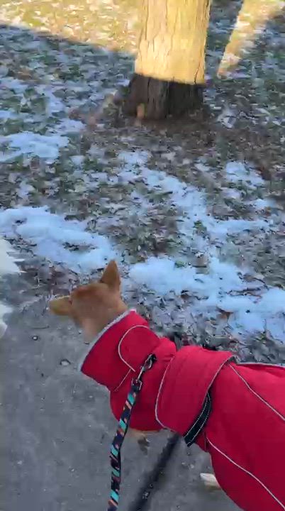 Enlarge Millie, a Adoptable Mixed Breed in Markham, ON video 5/6