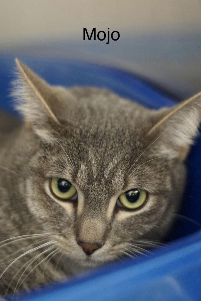 Mojo, Adoptable, Young Male Domestic Medium Hair.