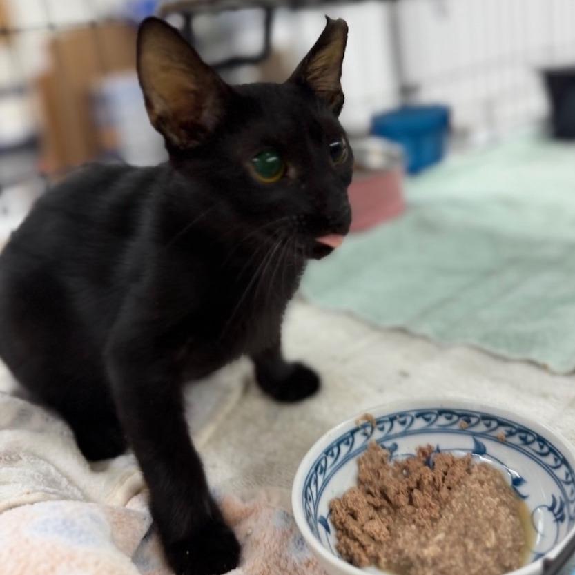Einstein, Adoptable, Young Male Domestic Short Hair.