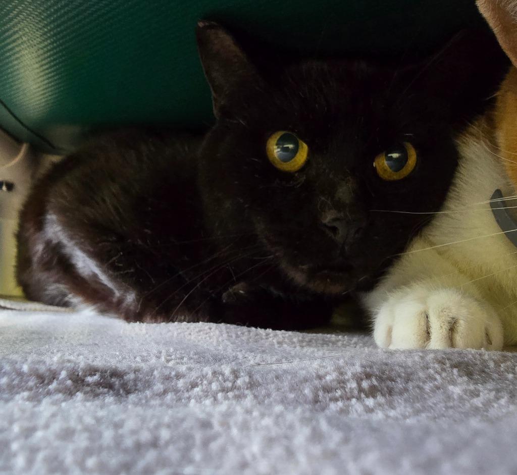 Diesel Fuel, Adoptable, Adult Male Domestic Short Hair.