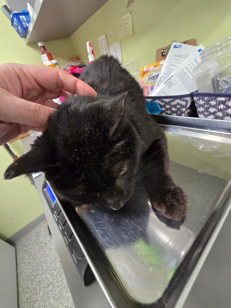 Diesel Fuel, a Adoptable mixed breed in Auburn, IN image 2/4