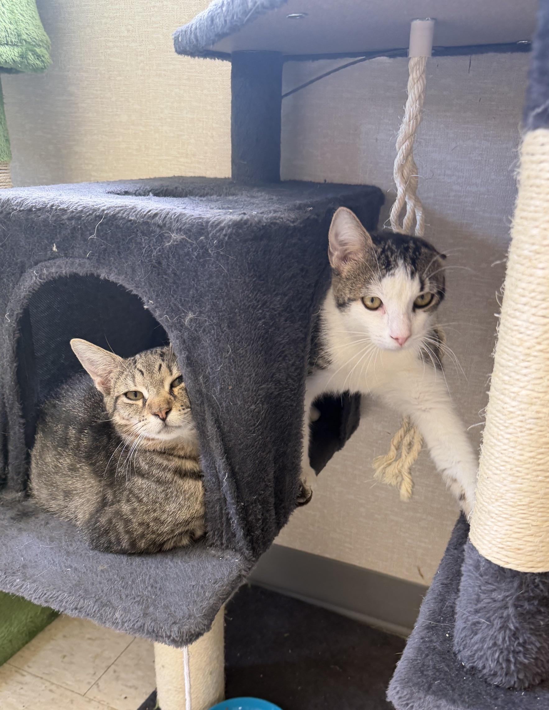 Enlarge Ziggy and Uranus, an adoptable Domestic Short Hair in Salem, NH image 1/4