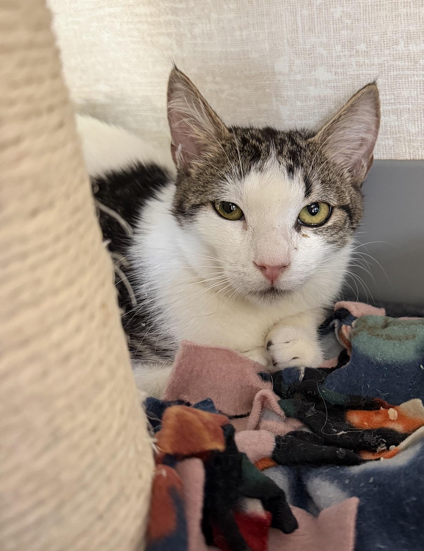 Enlarge Ziggy and Uranus, an adoptable Domestic Short Hair in Salem, NH image 4/4