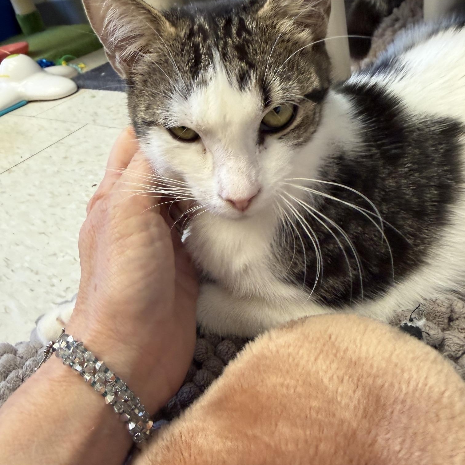 Enlarge Ziggy and Uranus, an adoptable Domestic Short Hair in Salem, NH image 3/4