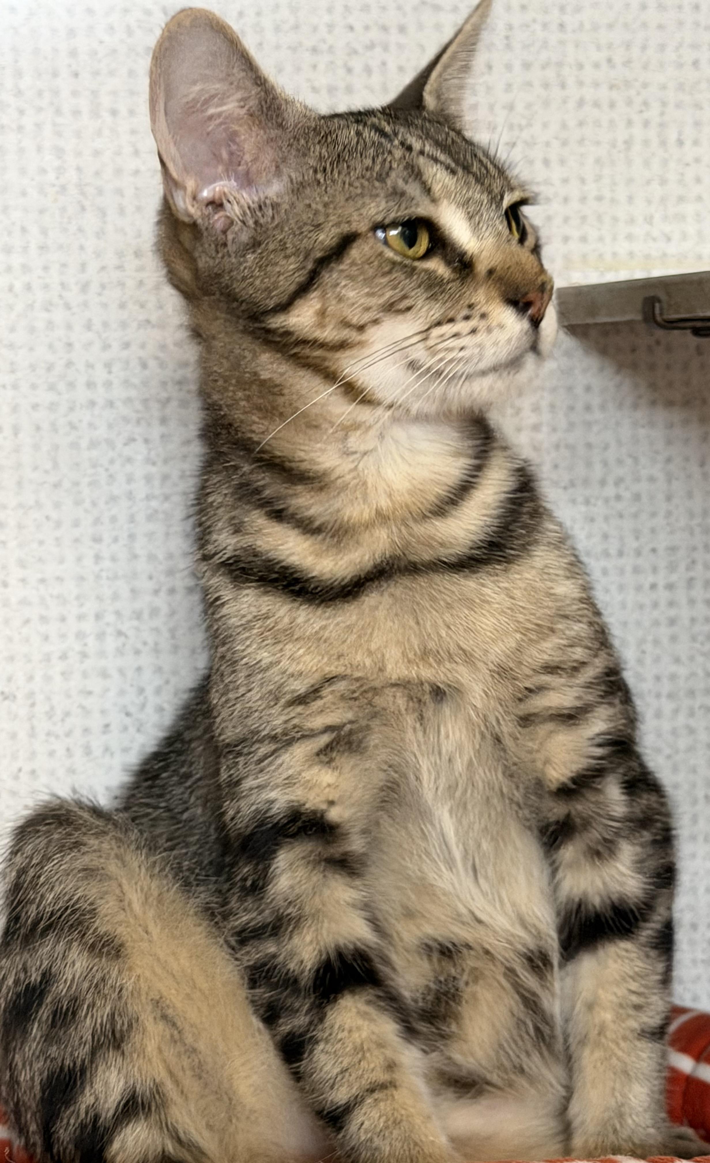 Enlarge Ziggy and Uranus, an adoptable Domestic Short Hair in Salem, NH image 2/4