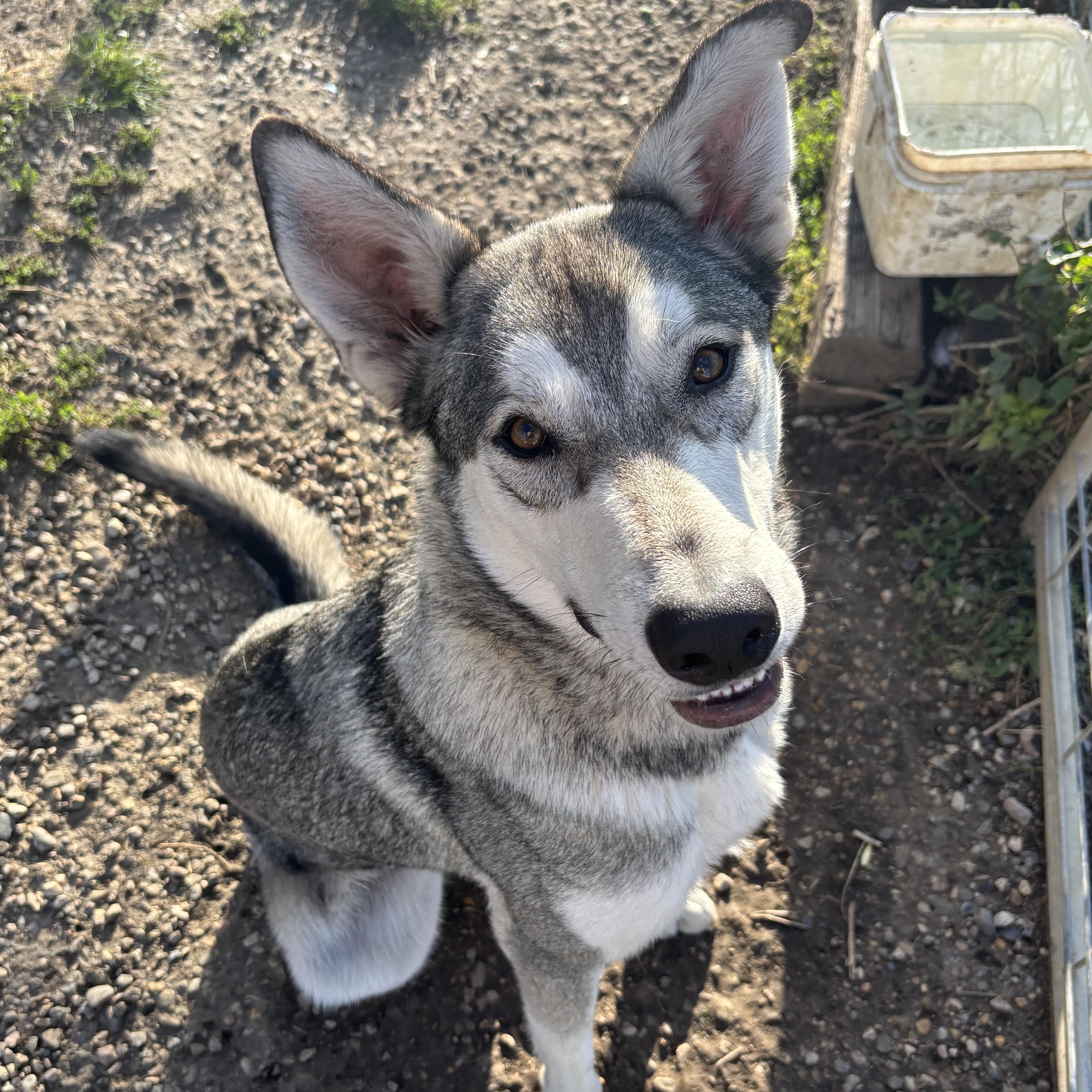 Flounder/Bellum, Adoptable, Young Male Shepherd.