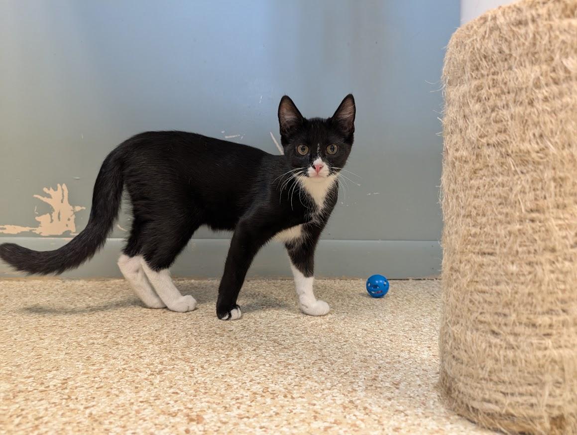 Enlarge Toffee, a Adoptable mixed breed in Waupun, WI image 2/4