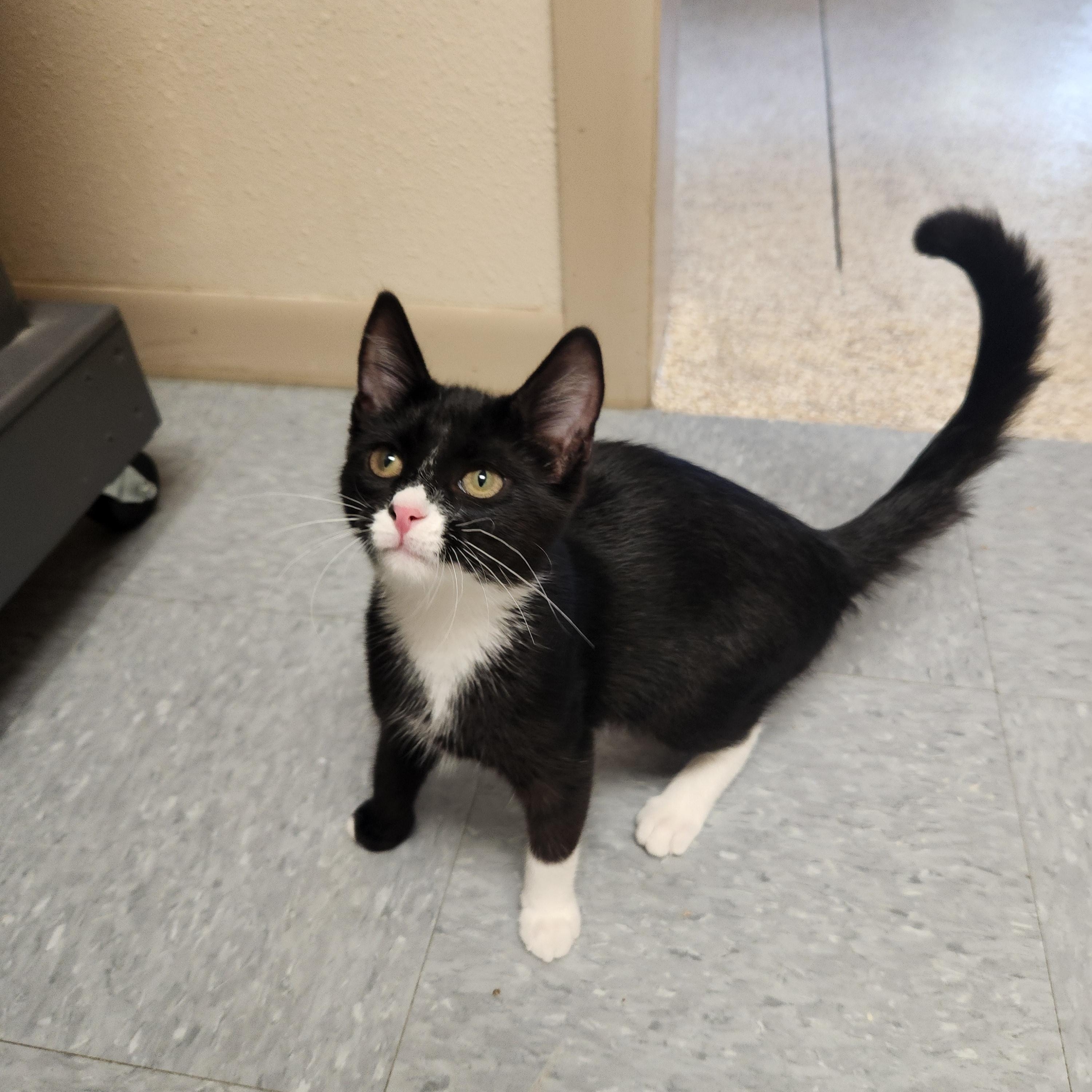 Toffee, ADOPTABLE, Young Female Domestic Short Hair.