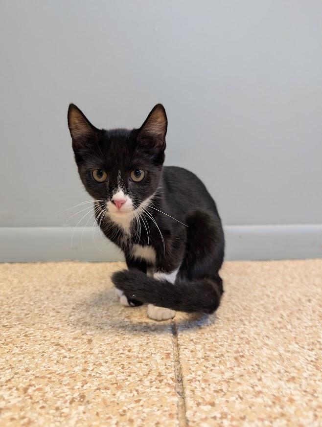 Enlarge Toffee, a Adoptable mixed breed in Waupun, WI image 4/4