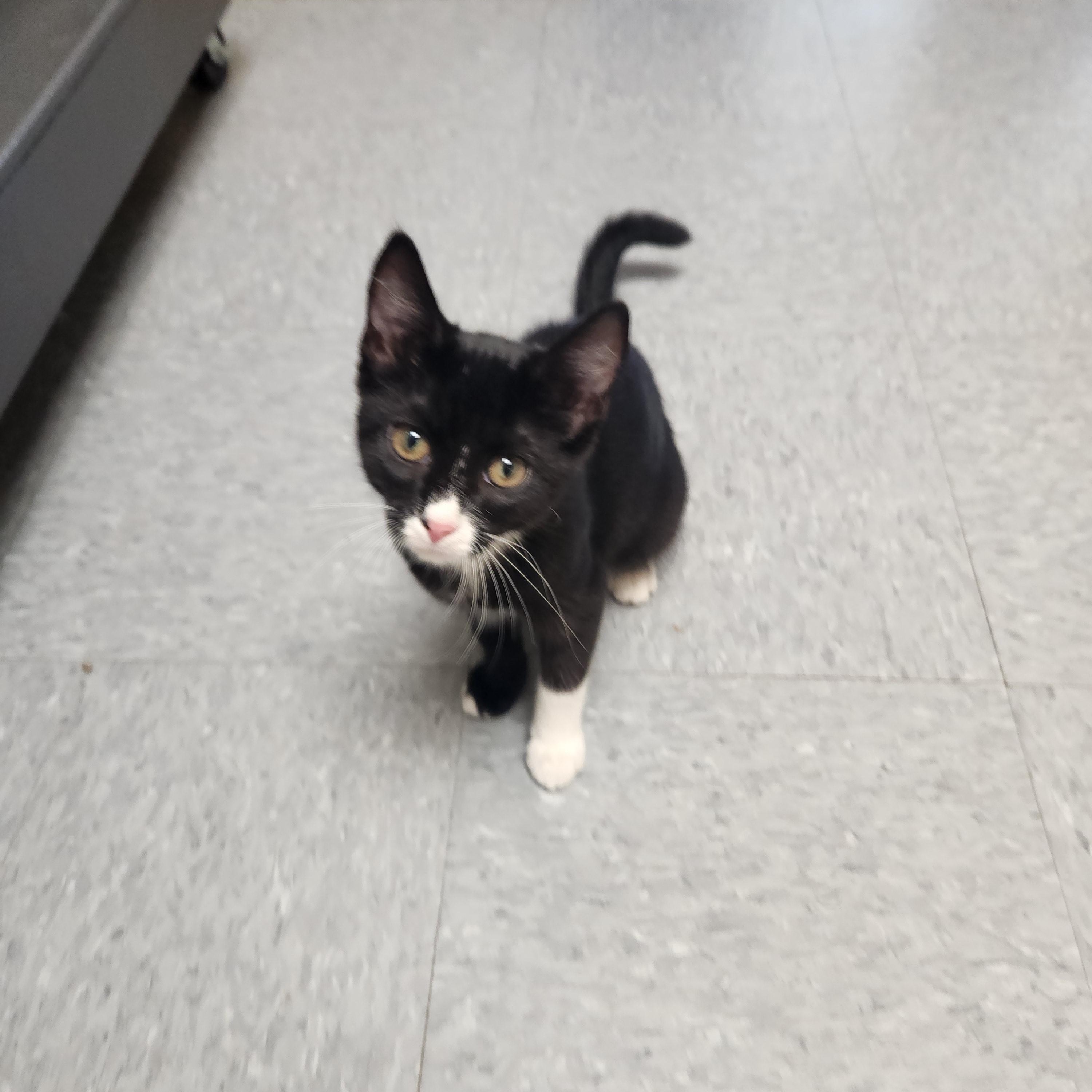 Enlarge Toffee, a ADOPTABLE mixed breed in Waupun, WI image 3/3
