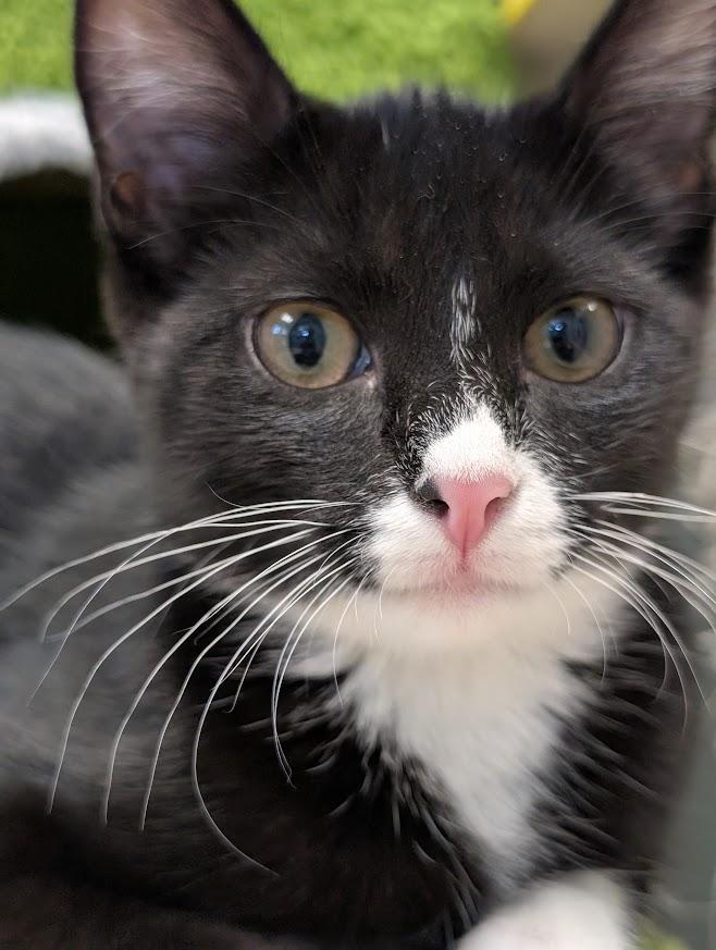Enlarge Toffee, a Adoptable mixed breed in Waupun, WI image 3/4
