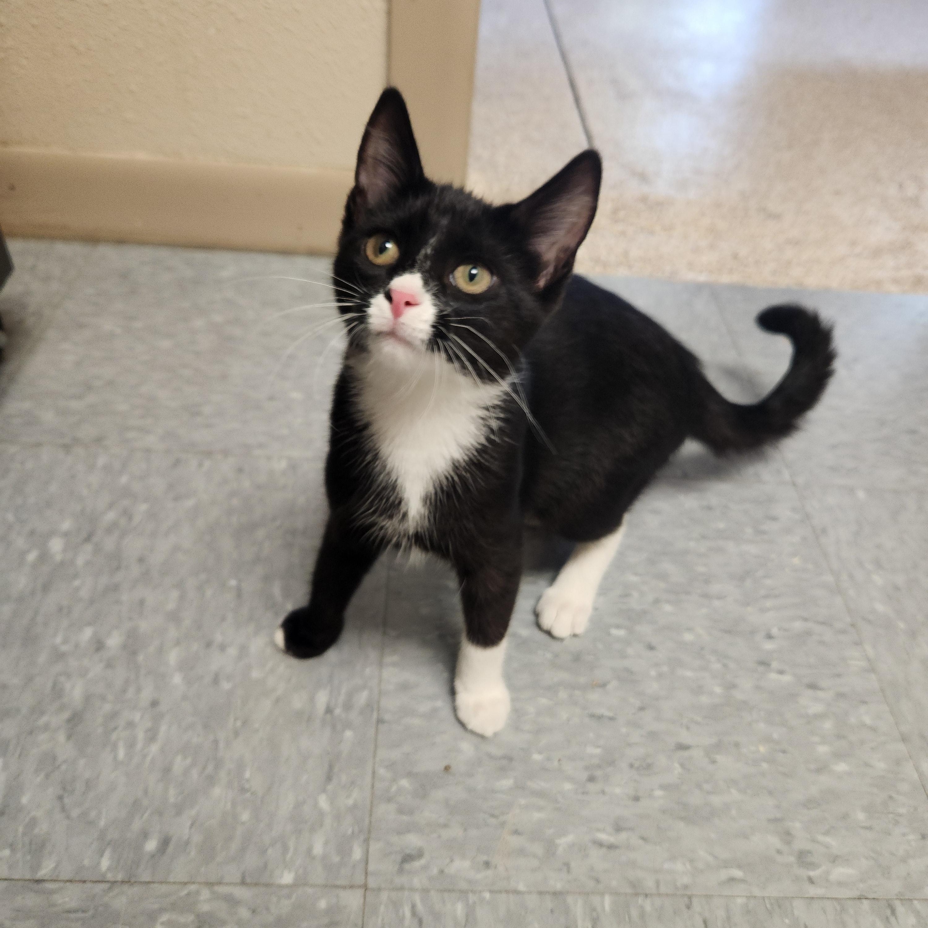 Enlarge Toffee, a ADOPTABLE mixed breed in Waupun, WI image 2/3