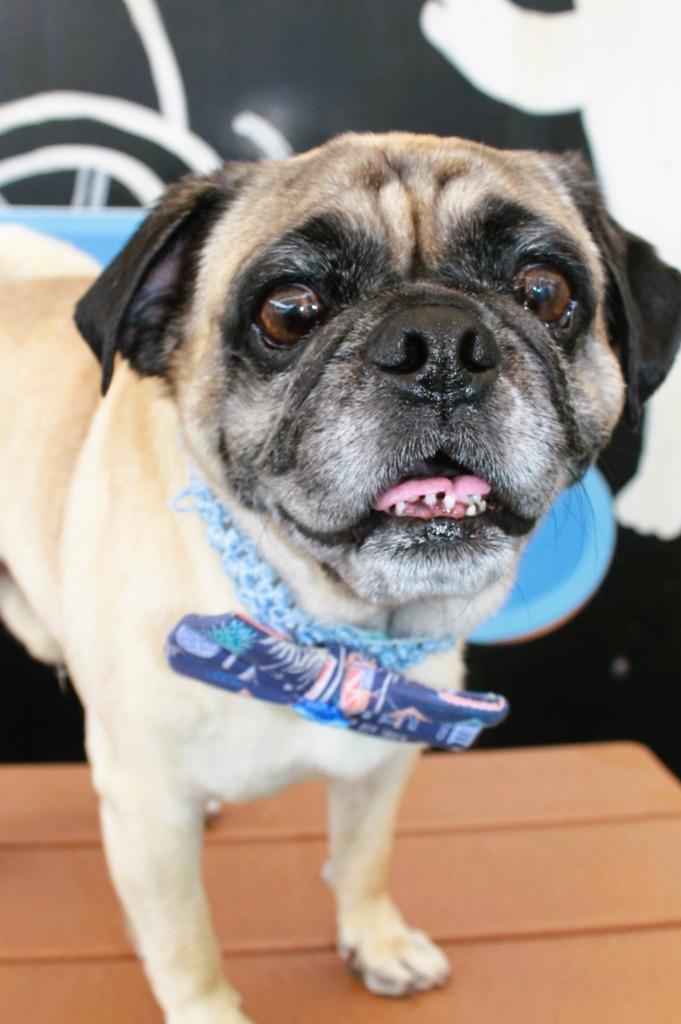 Enlarge Friday, a Adoptable Pug in Gardena, CA image 1/6