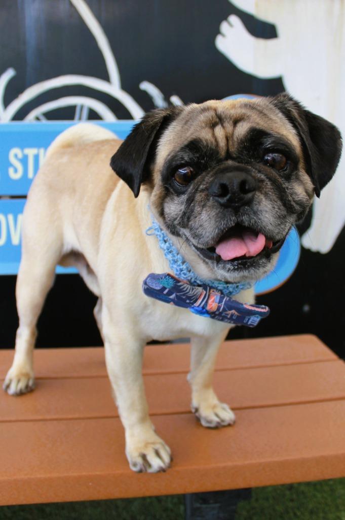 Enlarge Friday, a Adoptable Pug in Gardena, CA image 2/6