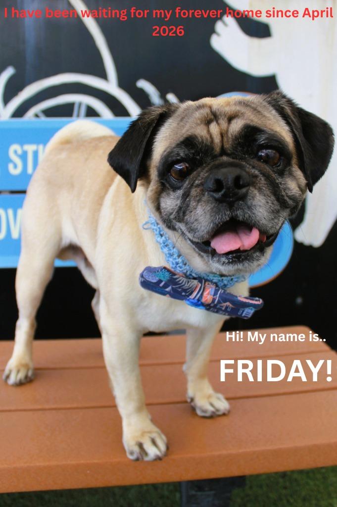 Enlarge Friday, a Adoptable Pug in Gardena, CA image 3/6
