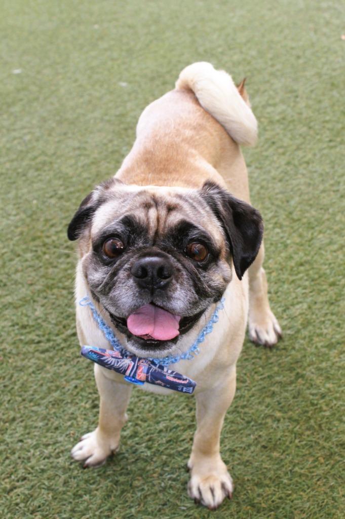 Enlarge Friday, a Adoptable Pug in Gardena, CA image 4/6
