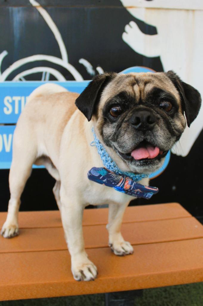 Enlarge Friday, a Adoptable Pug in Gardena, CA image 5/6