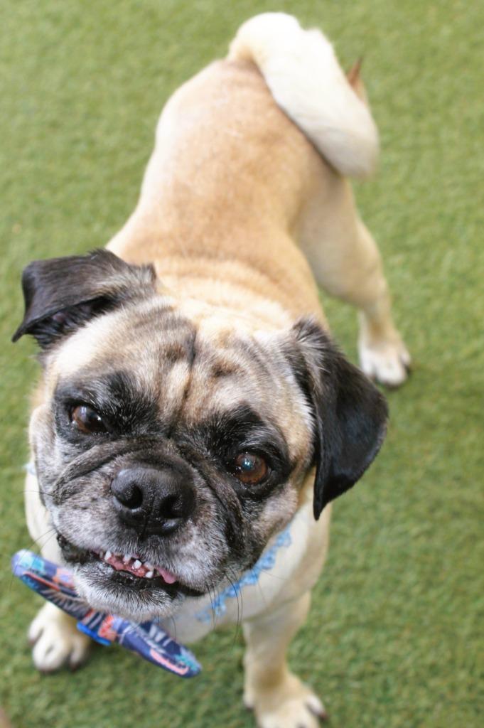 Enlarge Friday, a Adoptable Pug in Gardena, CA image 6/6