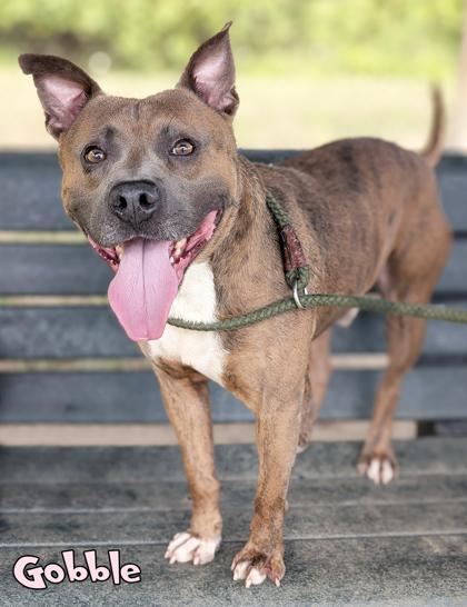 Gobble, Adoptable, Adult Male Pit Bull Terrier & Mixed Breed.