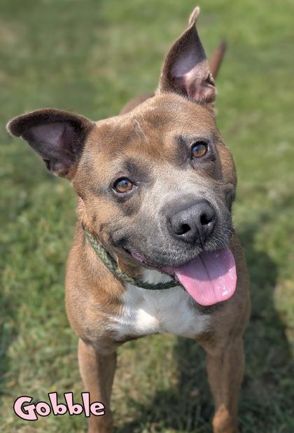 Enlarge Gobble, a Adoptable mixed breed in Mason, MI image 2/3