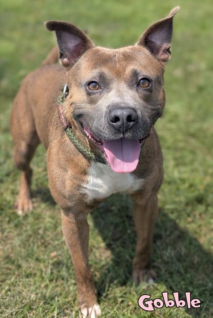Enlarge Gobble, a Adoptable mixed breed in Mason, MI image 3/3