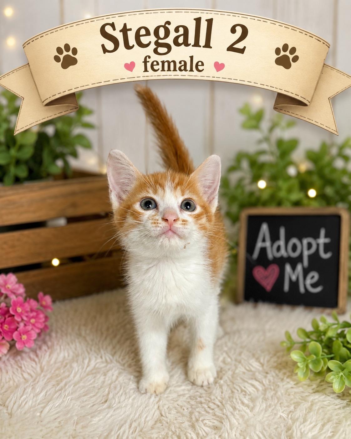 Kittens, adopted, Kitten Female American Shorthair.