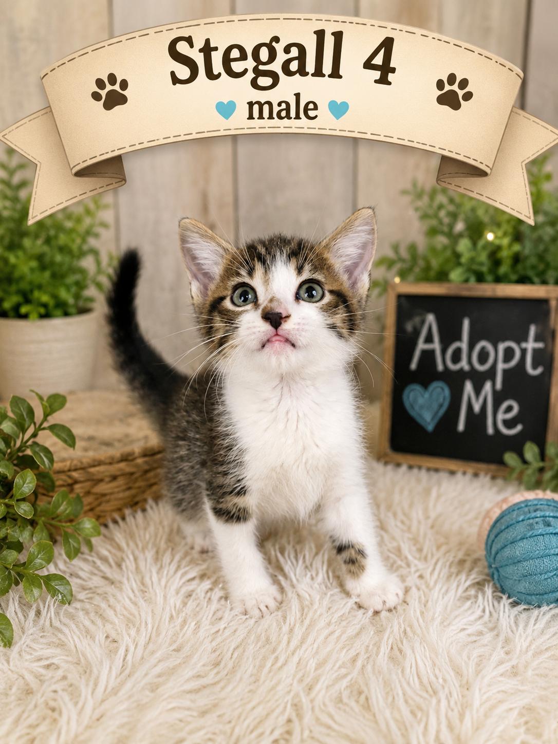 Enlarge Kittens, an adopted American Shorthair in Darien, GA image 5/6