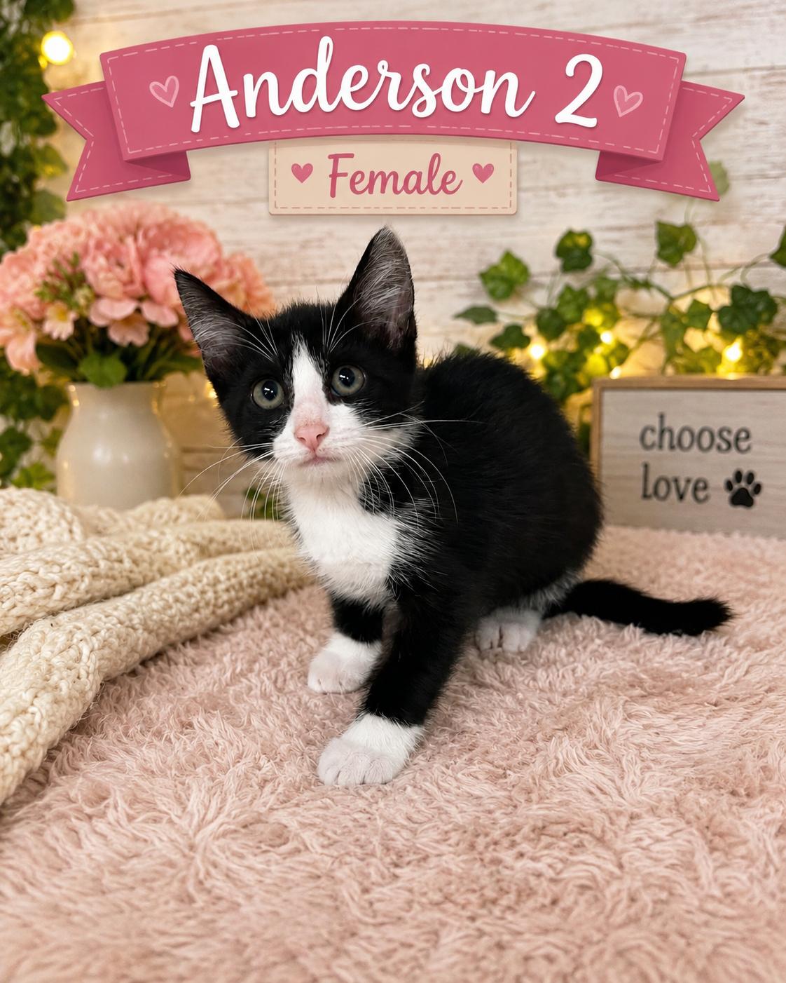 Enlarge Kittens, an adopted American Shorthair in Darien, GA image 6/6
