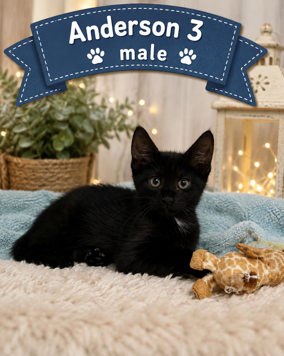 Enlarge Kittens, an adopted American Shorthair in Darien, GA image 3/6