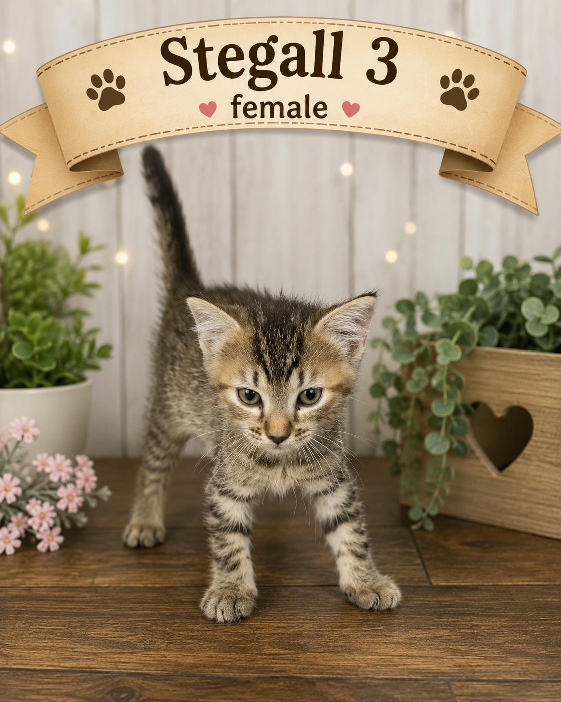 Enlarge Kittens, an adopted American Shorthair in Darien, GA image 4/6
