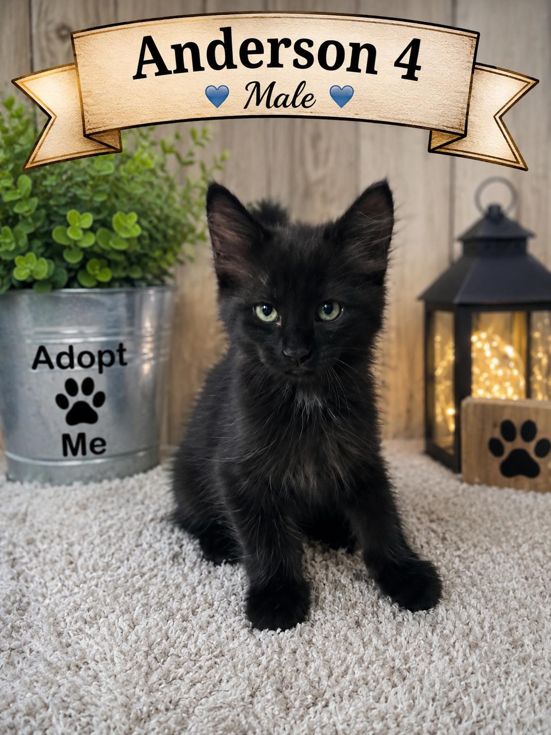 Enlarge Kittens, an adopted American Shorthair in Darien, GA image 2/6