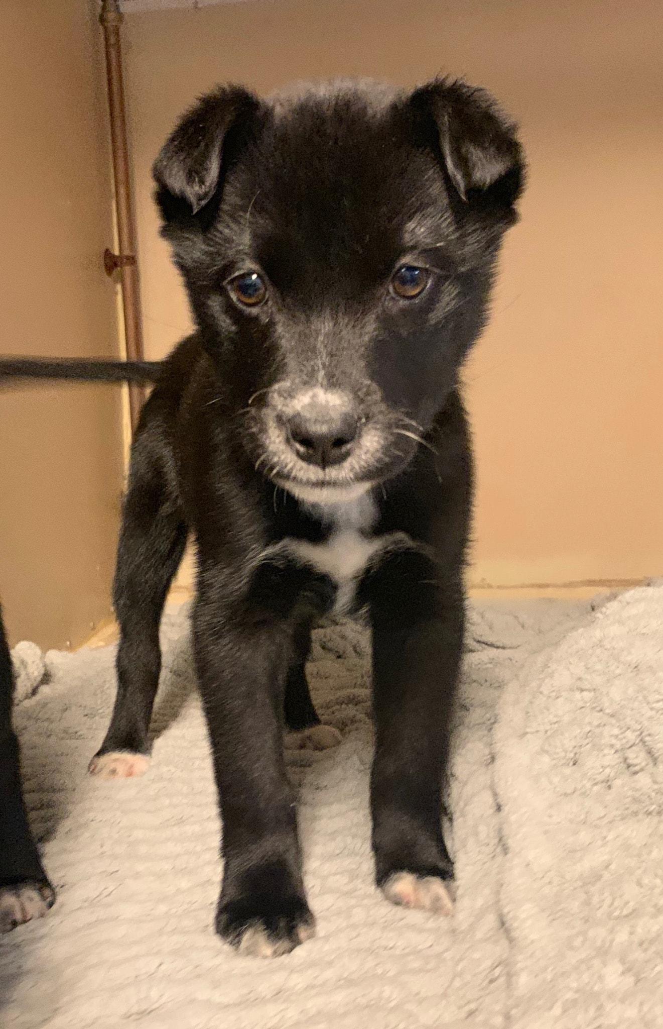 Skamper, Adoptable, Young Male Husky.