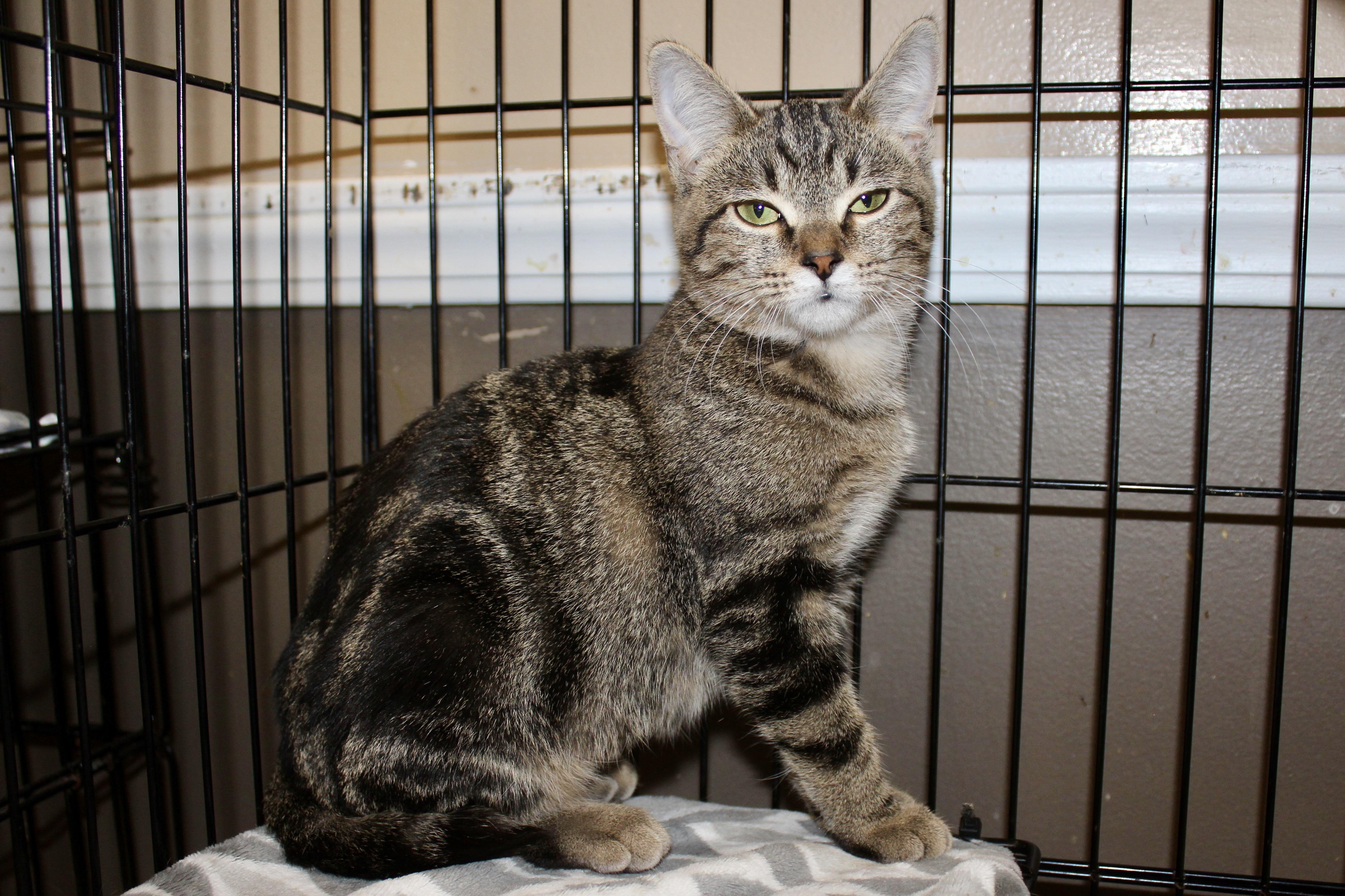 MISS DIVA — thumbnail 2