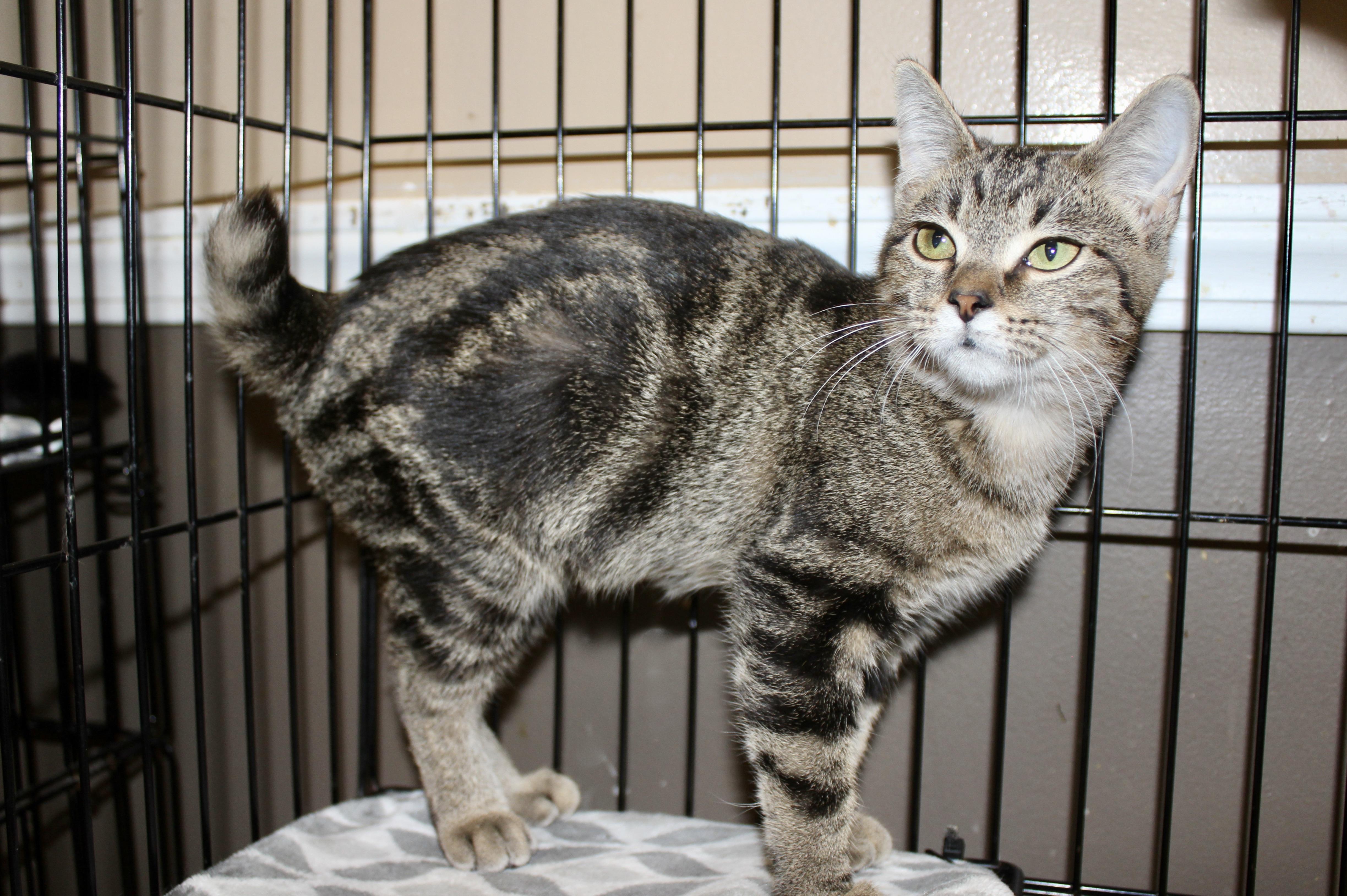 MISS DIVA — thumbnail 3