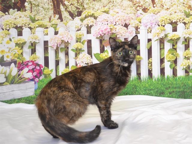 ELLA, Adoptable, Young Female Domestic Short Hair & Domestic Short Hair.