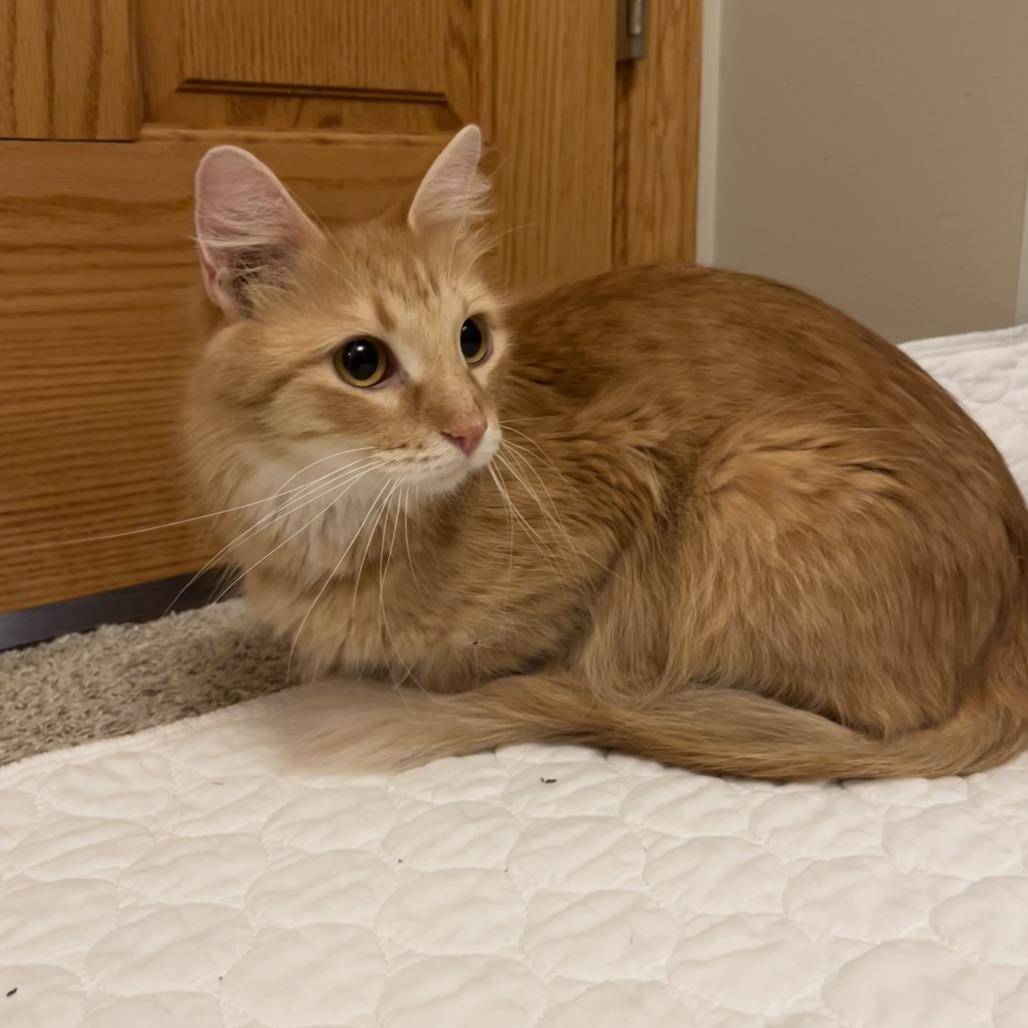 Paloma, Adoptable, Young Female Domestic Medium Hair.