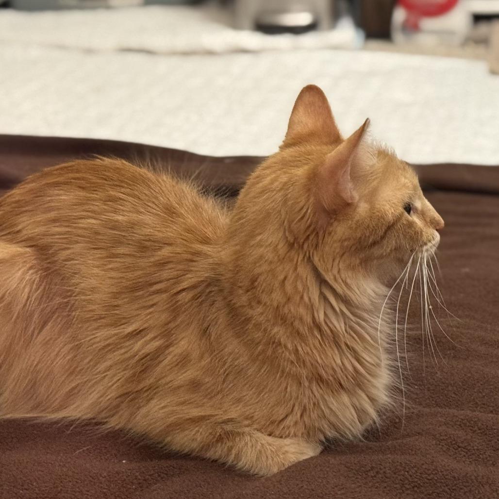 Enlarge Paloma, a Adoptable Domestic Medium Hair in Chaska, MN image 2/6