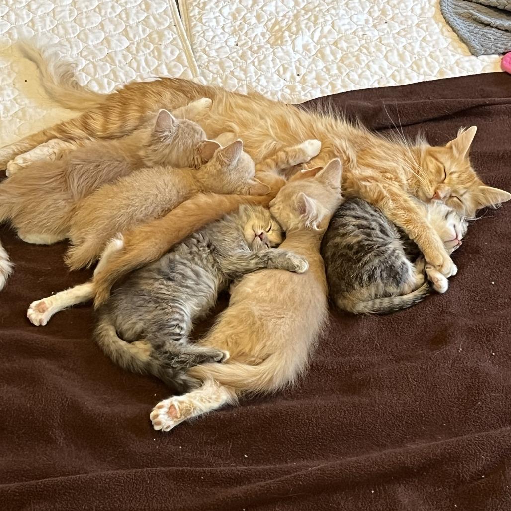 Enlarge Paloma, a Adoptable Domestic Medium Hair in Chaska, MN image 3/6