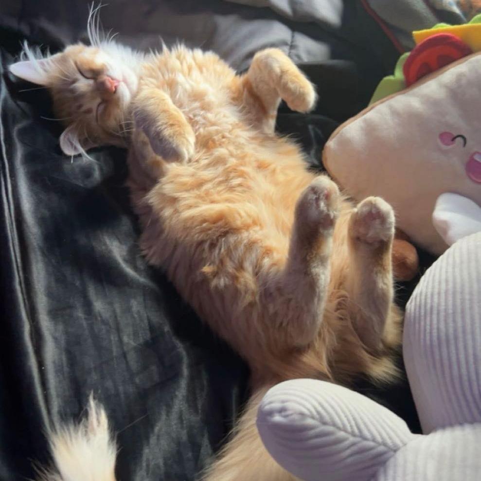 Enlarge Paloma, a Adoptable Domestic Medium Hair in Chaska, MN image 4/6