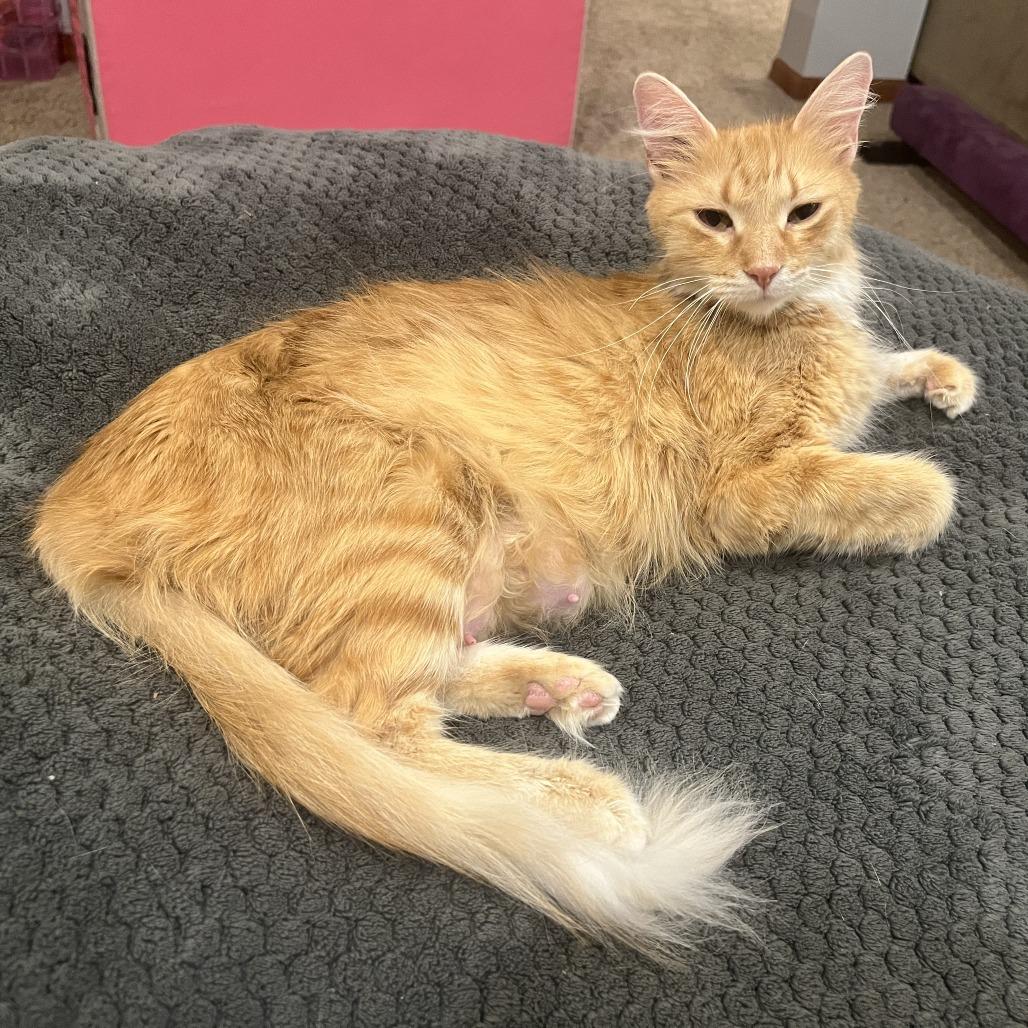 Enlarge Paloma, a Adoptable Domestic Medium Hair in Chaska, MN image 5/6