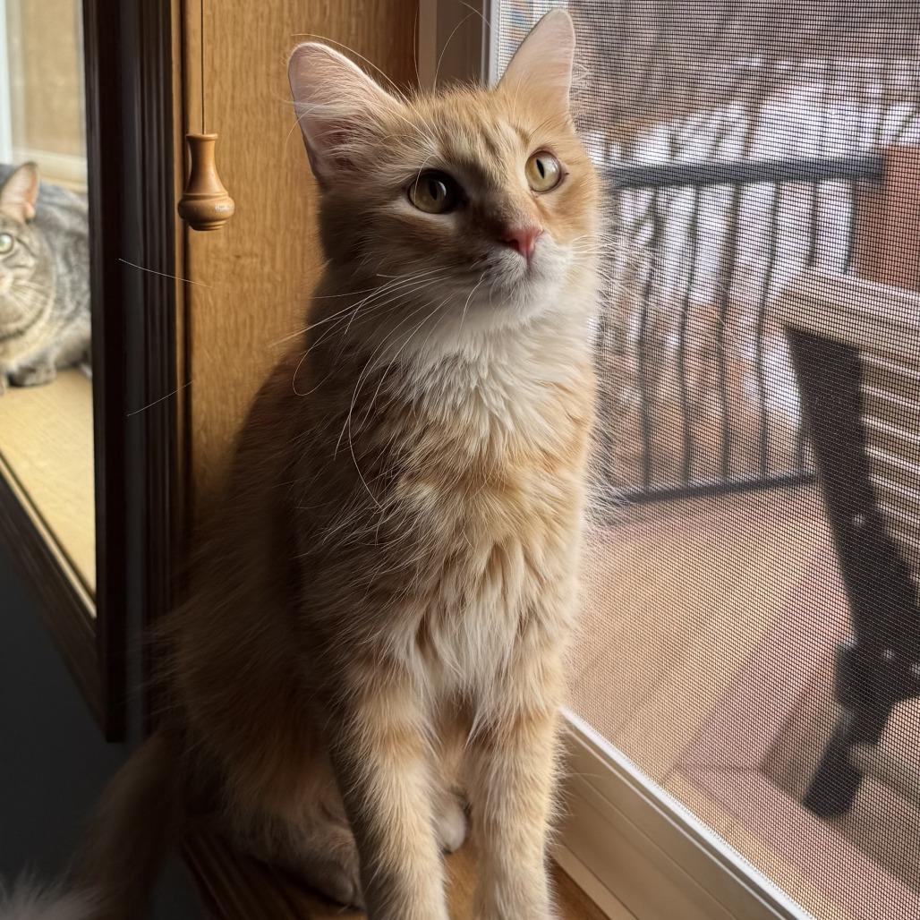 Enlarge Paloma, a Adoptable Domestic Medium Hair in Chaska, MN image 6/6