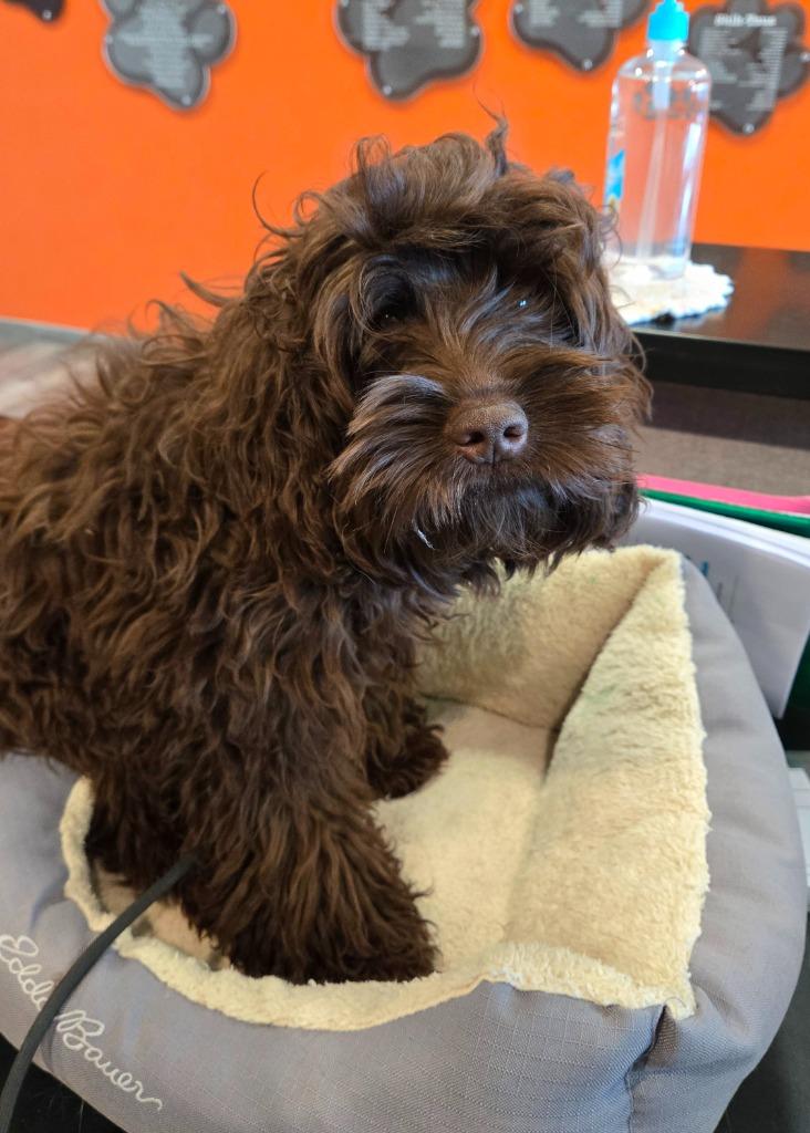 Chip Yrly 399, Adopted, Young Male Poodle.