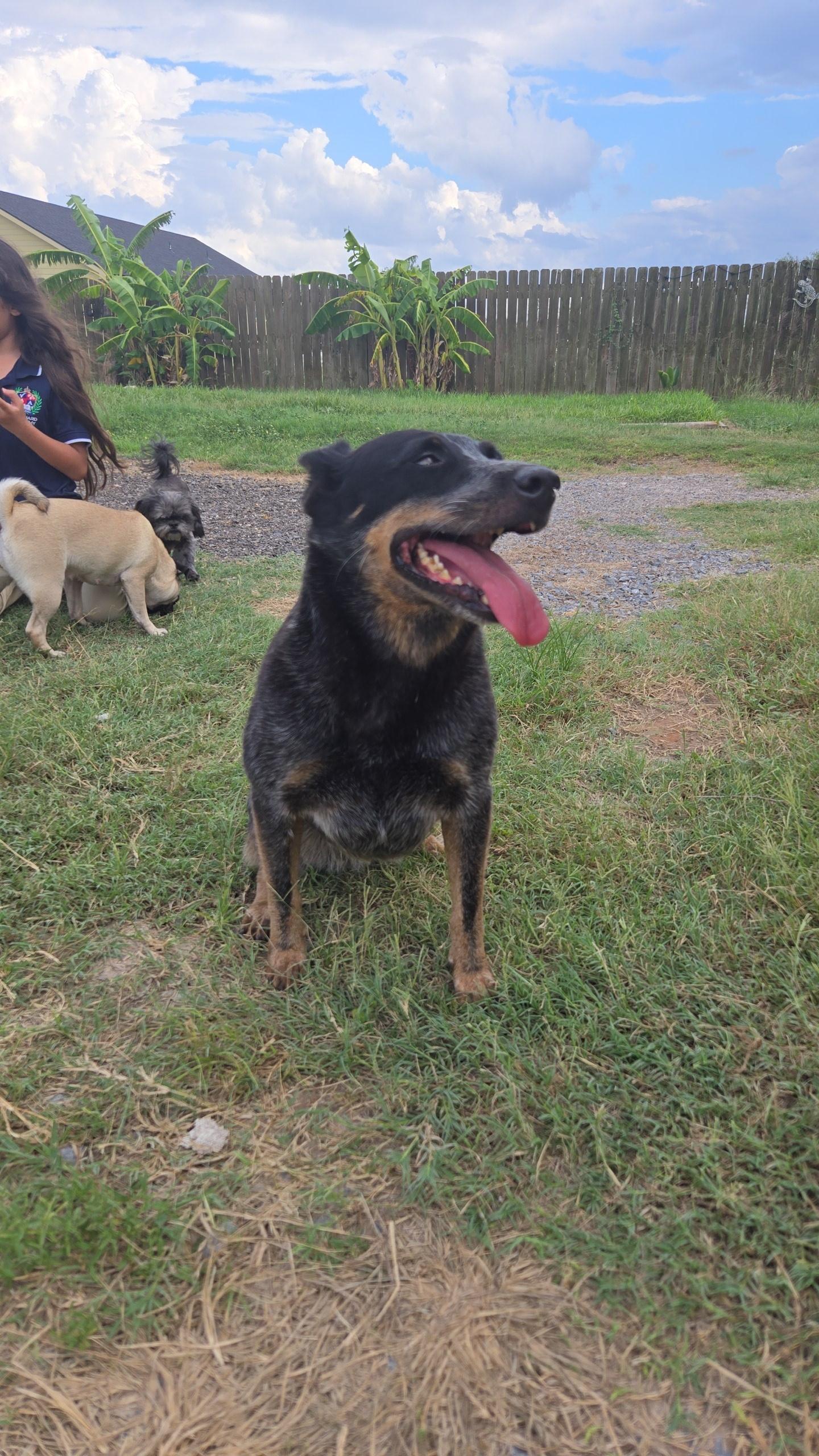LOBA