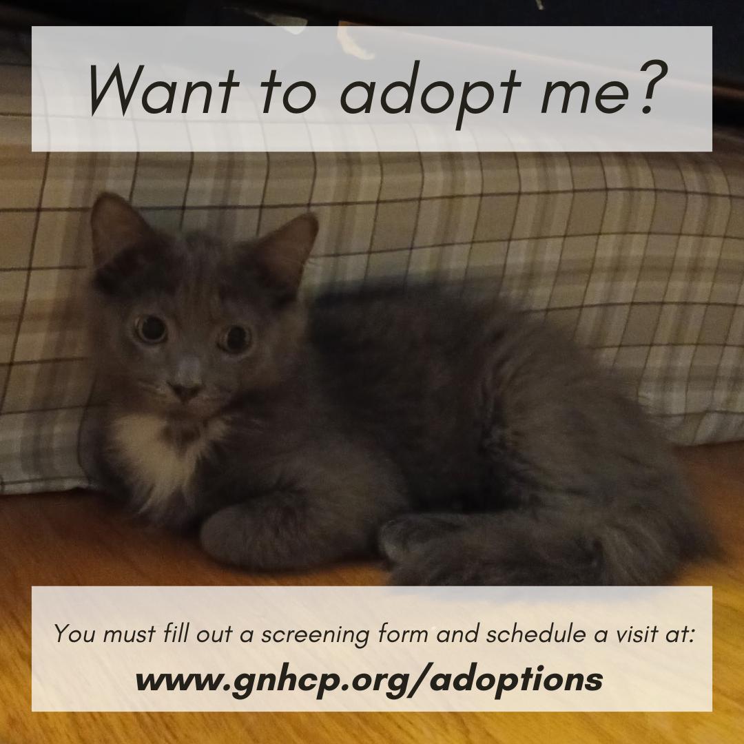 Tommy, an adopted Domestic Medium Hair in New Haven, CT image 3/3