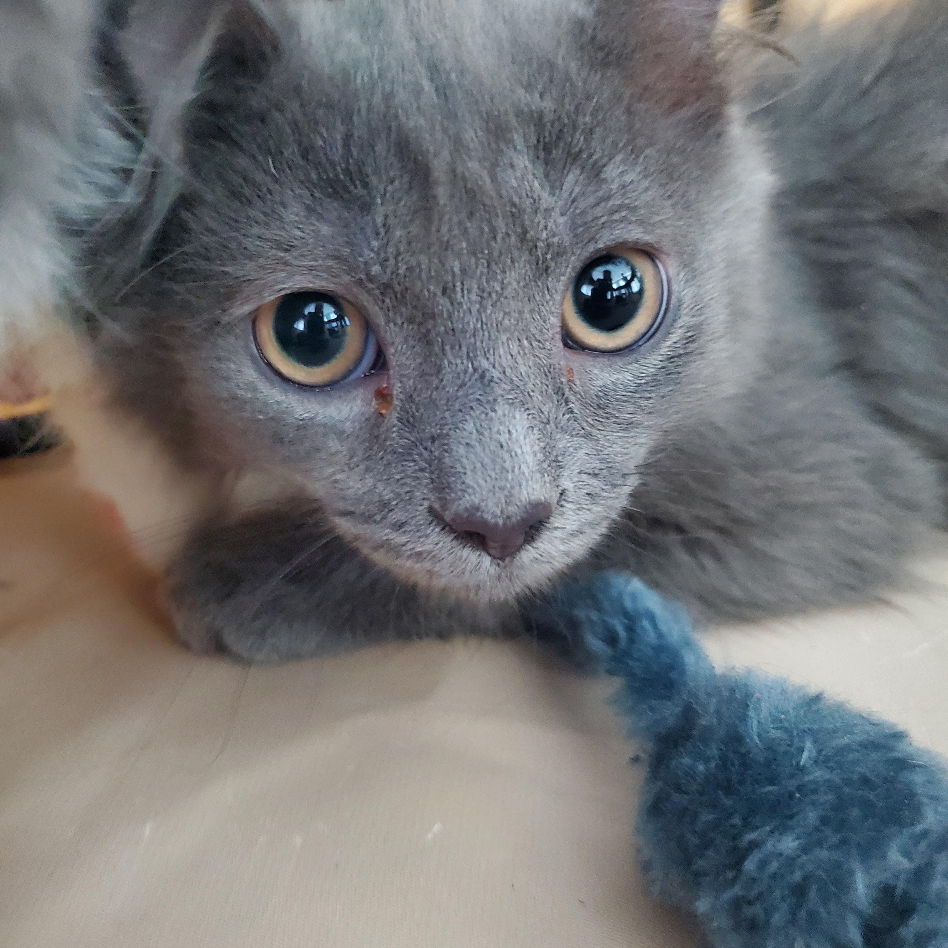 Tommy, an adopted Domestic Medium Hair in New Haven, CT image 2/3
