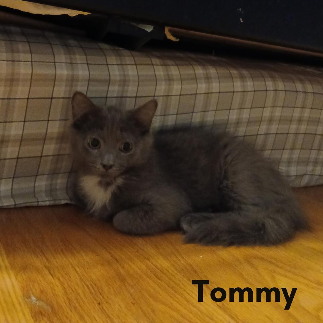 Tommy, adopted, Young Male Domestic Medium Hair.